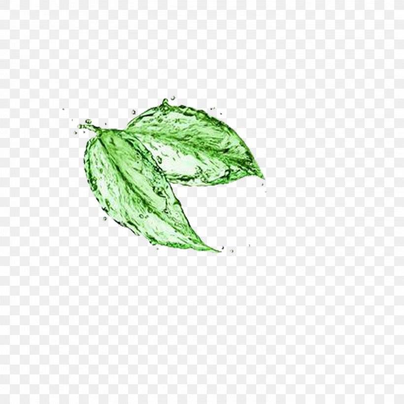 Green Tea Matcha Water Stock Photography, PNG, 2953x2953px, Tea, Camellia Sinensis, Drop, Green, Green Tea Download Free