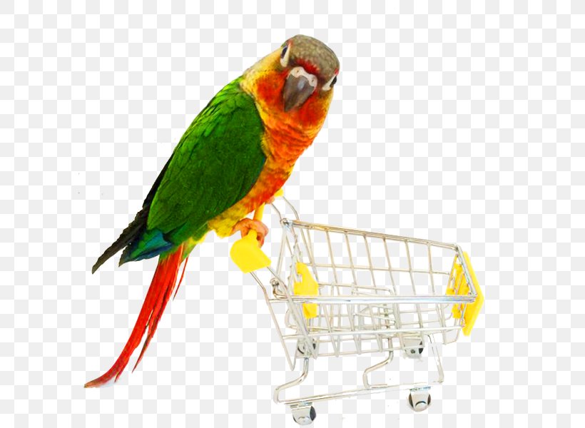 Parrot Bird Cat Dog Toy, PNG, 600x600px, Parrot, Beak, Bird, Bird Supply, Birdcage Download Free