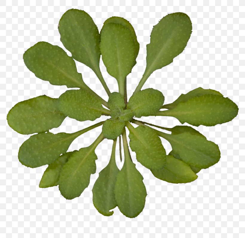 Thale Cress Plant Rosette Genome Gene, PNG, 1024x995px, Thale Cress, Abiotic Stress, Arabidopsis, Biotic Stress, Cellulose Download Free