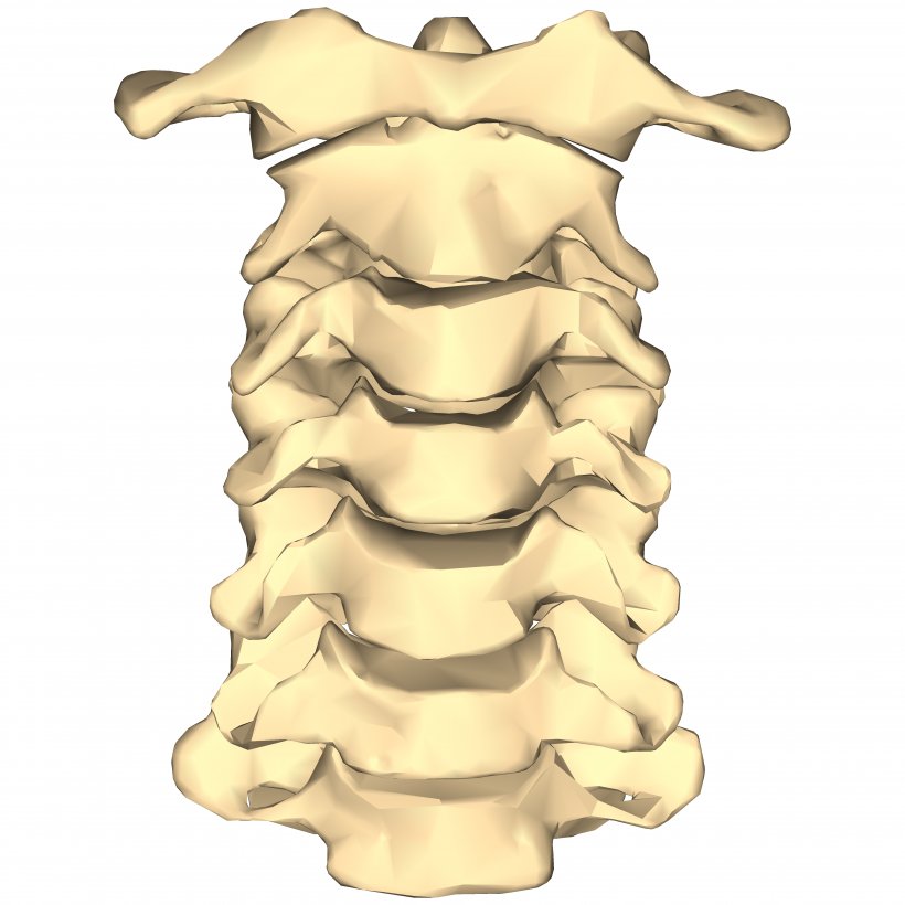 Vertebral Column Cervical Vertebrae Spinal Fusion Bone Lumbar Vertebrae, PNG, 4500x4500px, Vertebral Column, Anatomy, Bone, Cervical Vertebrae, Figurine Download Free