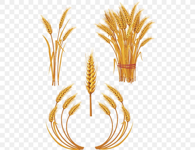 Wheat Royalty-free Ear Clip Art, PNG, 499x632px, Wheat, Commodity, Ear, Food, Food Grain Download Free