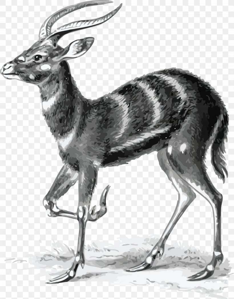 Art Forms In Nature Antelope Sitatunga Pronghorn Biologist, PNG, 4000x5099px, Art Forms In Nature, Antelope, Anthoathecata, Art, Biologist Download Free