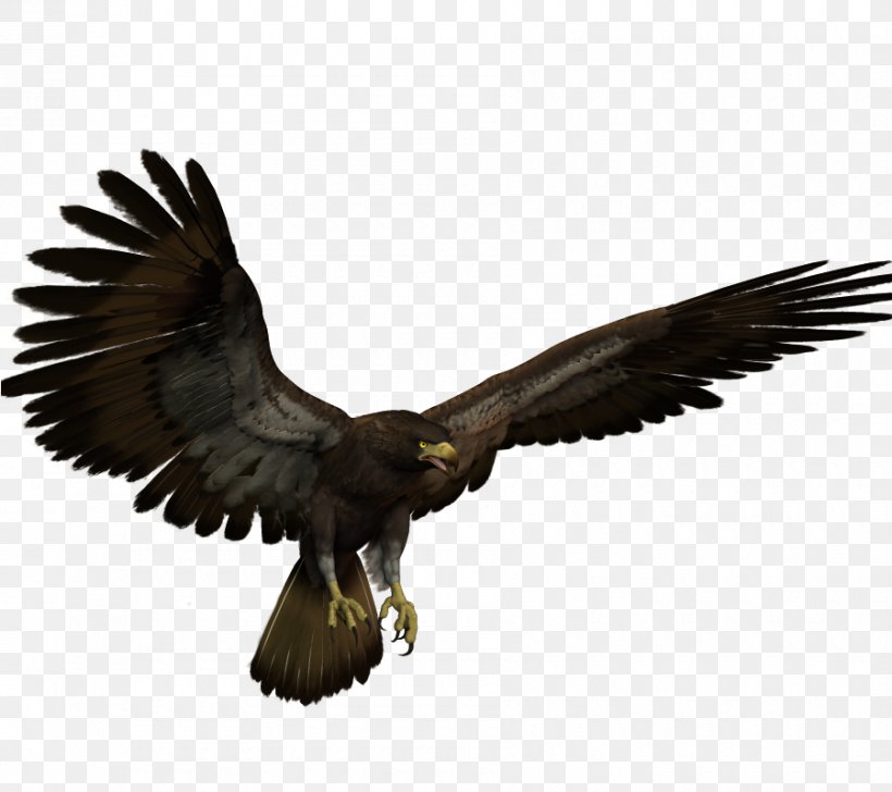 Bald Eagle Hawk Buzzard, PNG, 900x800px, Bald Eagle, Accipitriformes, Android, Beak, Bird Download Free