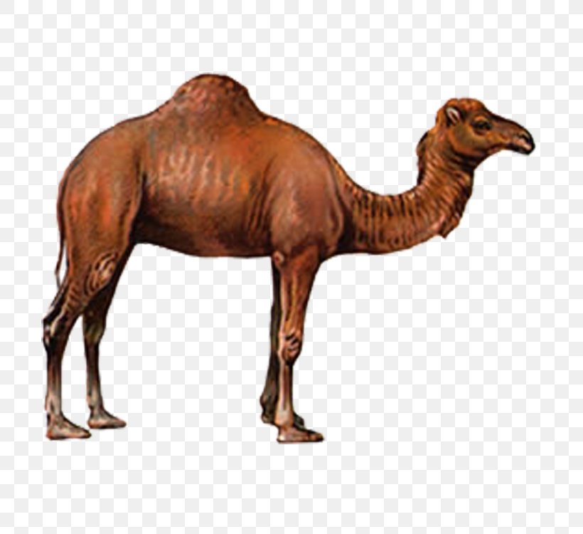 Camel Drawing, PNG, 750x750px, Camel, Arabian Camel, Camel Like Mammal, Desert, Designer Download Free