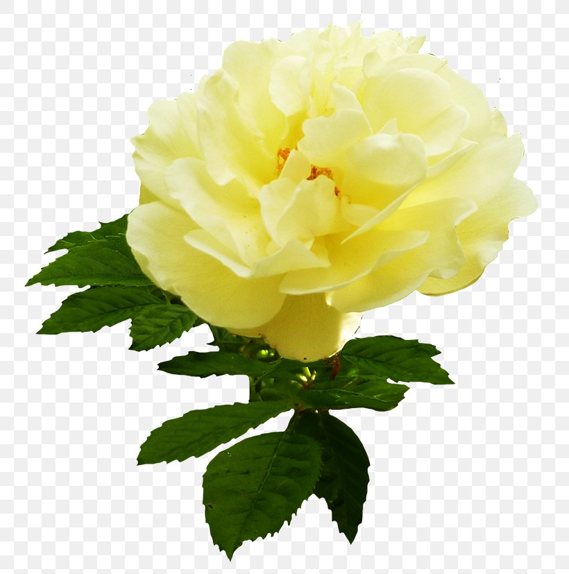 Centifolia Roses Yellow Cut Flowers Garden Roses, PNG, 775x827px, Centifolia Roses, Annual Plant, Cut Flowers, Drawing, Floribunda Download Free