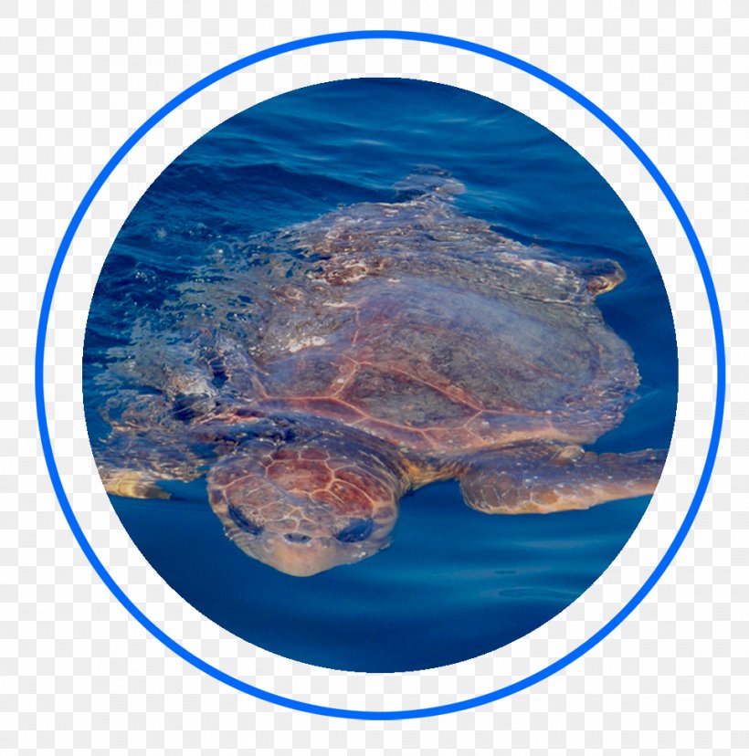 Key West Fishing Loggerhead Sea Turtle Offshore Company Florida Keys, PNG, 965x975px, Key West, Biology, Company, Florida, Florida Keys Download Free