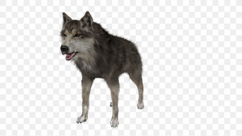 Saarloos Wolfdog German Shepherd Rendering, PNG, 1920x1080px, Wolfdog, Animal, Arctic Wolf, Black Wolf, Canidae Download Free