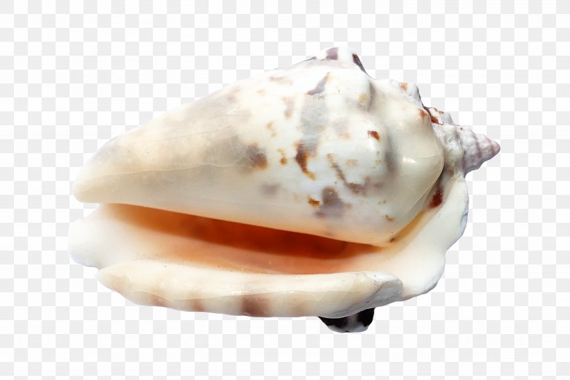 Seashell Image File Formats Scallop, PNG, 5472x3648px, Seashell, Beach, Clams Oysters Mussels And Scallops, Computer Graphics, Conch Download Free