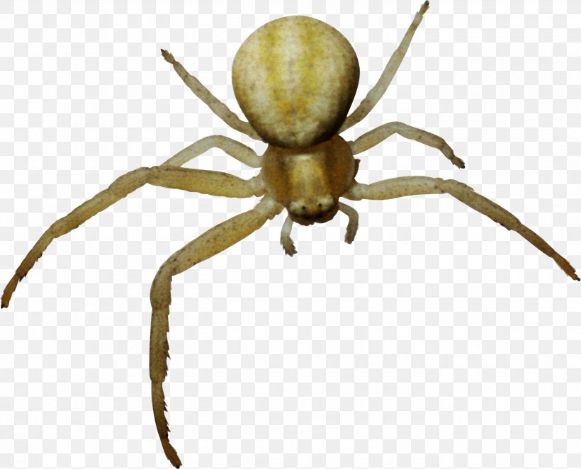Spider Web Clip Art, PNG, 2800x2262px, Spider, Arachnid, Araneus, Arthropod, Computer Animation Download Free