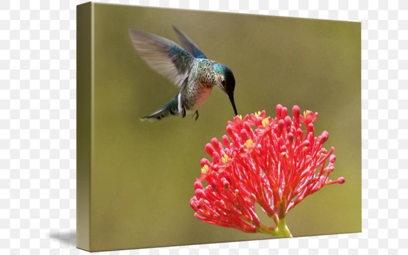 Bird Insect Flora Pollinator Fauna, PNG, 650x513px, Bird, Beak, Fauna, Flora, Hummingbird Download Free