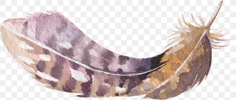 Feather Download Icon, PNG, 1434x609px, Feather, Animal Product, Drawing, Information, Pavo Download Free