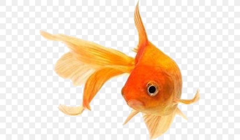 Goldfish Koi Stock Photography Siamese Fighting Fish, PNG, 550x480px, Goldfish, Aquarium, Bony Fish, Common Carp, Feeder Fish Download Free