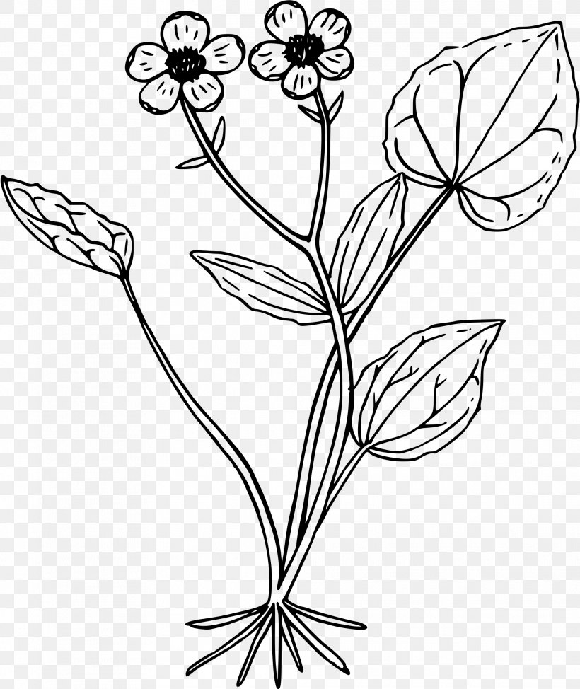 Line Art Black And White Drawing Clip Art, PNG, 2019x2400px, Line Art, Black And White, Branch, Cut Flowers, Drawing Download Free