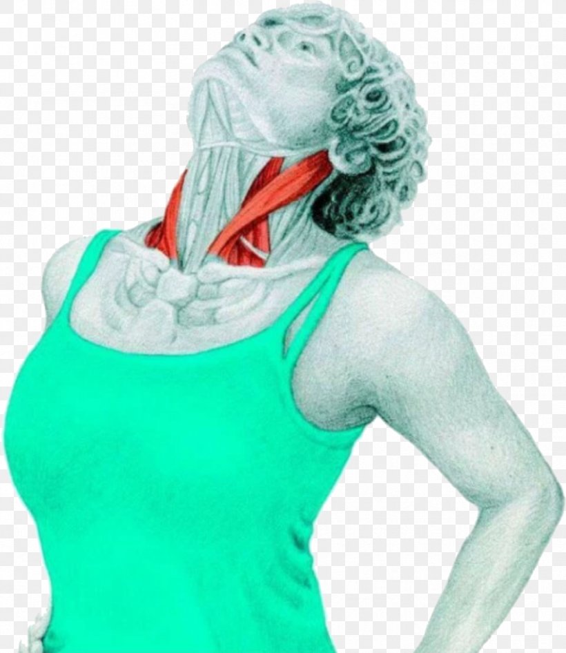Stretching Anatomy Sternocleidomastoid Muscle Neck, PNG, 887x1024px, Stretching Anatomy, Cooling Down, Costume, Exercise, Flexie Download Free