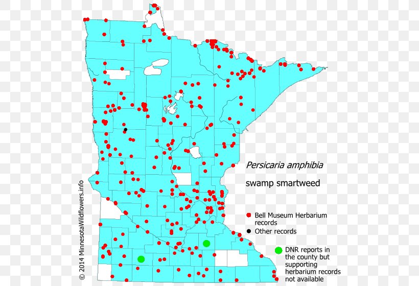 Swamp Smartweed Map Wetland Water Smartweed, PNG, 522x560px, Swamp, Area, Clover, Knotweed, Map Download Free