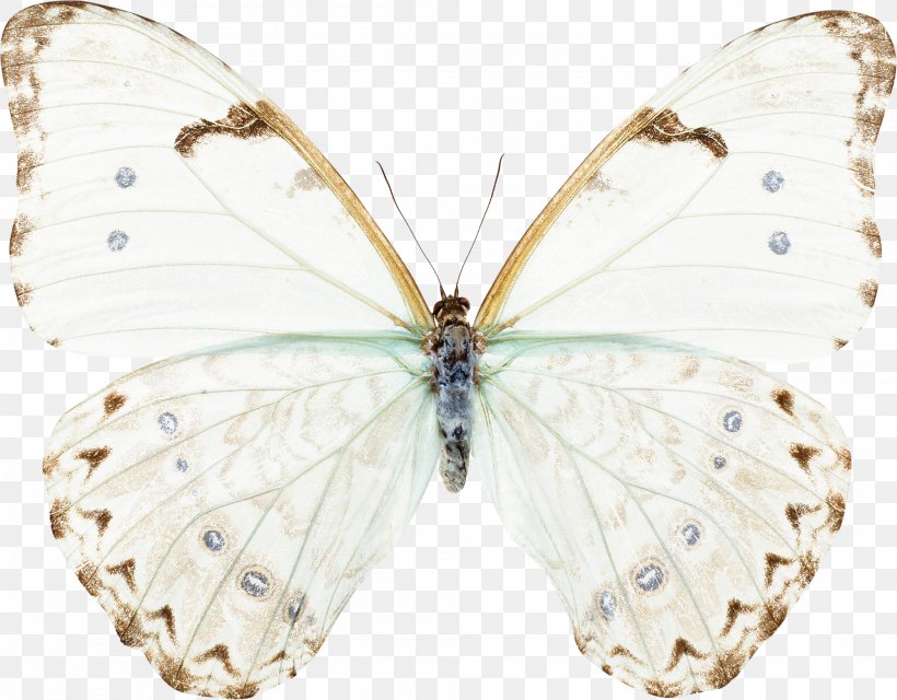 Butterfly Animation Morpho Portis Thamyris, PNG, 2000x1563px, Butterfly, Animation, Arthropod, Black And White, Bombycidae Download Free