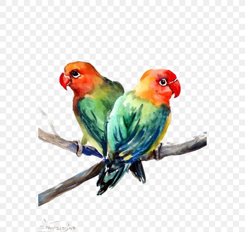 Lovebird Parrot, PNG, 564x777px, Bird, Beak, Cartoon, Comics, Common Pet Parakeet Download Free