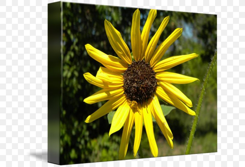 Sunflower Seed Sunflower M Sunflowers Wildflower, PNG, 650x560px, Sunflower Seed, Daisy Family, Flora, Flower, Flowering Plant Download Free