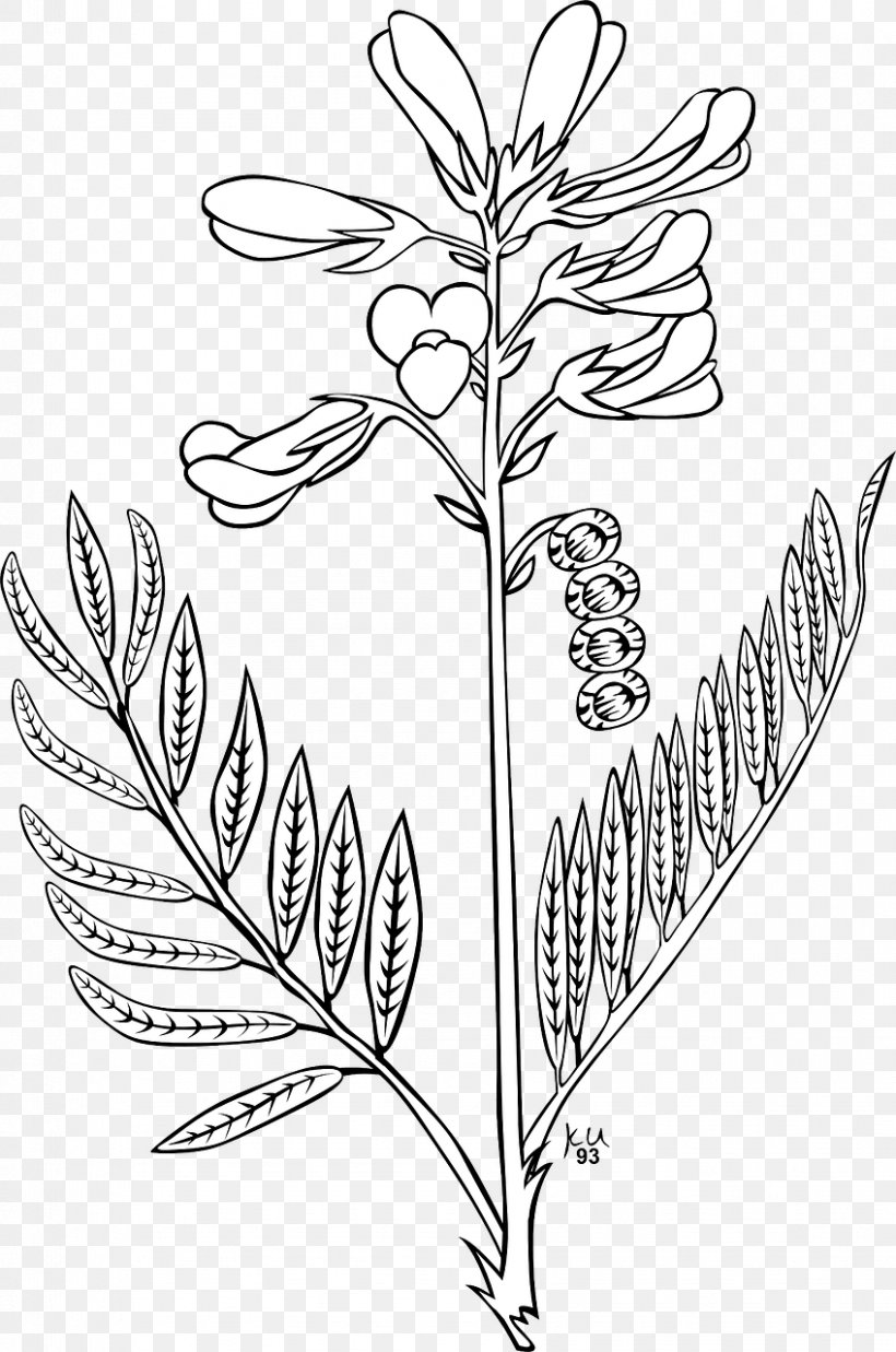 Download Clip Art, PNG, 848x1280px, Drawing, Area, Black And White, Branch, Flora Download Free