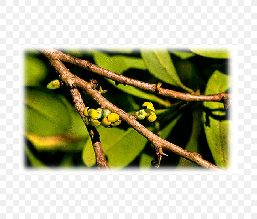 Essential Oil Aromatherapy Cinnamosma Ravensara Aromatica, PNG, 700x700px, Essential Oil, Aromatherapy, Avocado Oil, Branch, Eucalyptol Download Free