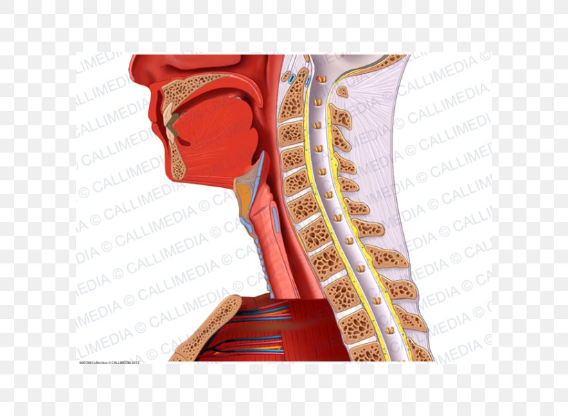 Shoulder Nerve Blood Vessel Neck Anatomy, PNG, 600x600px, Watercolor, Cartoon, Flower, Frame, Heart Download Free
