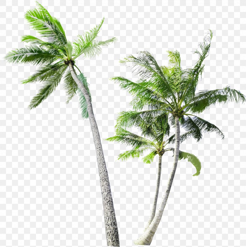 Arecaceae Tree Coconut Trunk, PNG, 1447x1455px, Arecaceae, Arecales, Branch, Coconut, Flowerpot Download Free