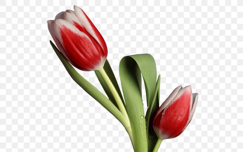 Flower Bouquet Tulip Desktop Wallpaper, PNG, 1600x1000px, Flower, Bud, Cut Flowers, Flower Bouquet, Flowering Plant Download Free