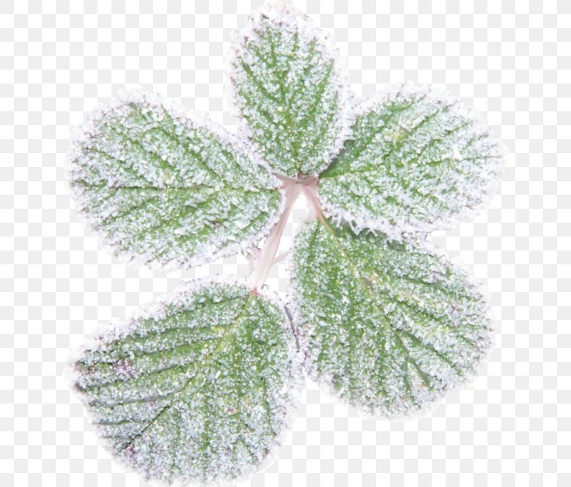 Leaf Snow Clip Art, PNG, 644x700px, Leaf, Crystal, Google Images, Herb, Ice Download Free