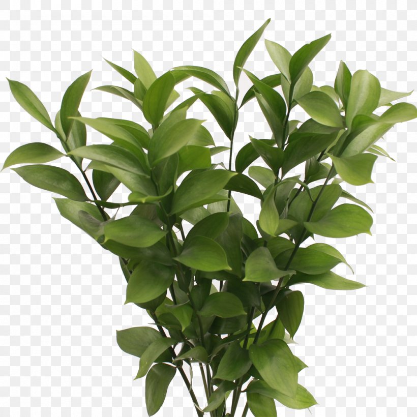 Plant Stem Ruscus Leaf Shrub Length, PNG, 1000x1000px, Plant Stem, Branch, Evergreen, Flowerpot, Herb Download Free