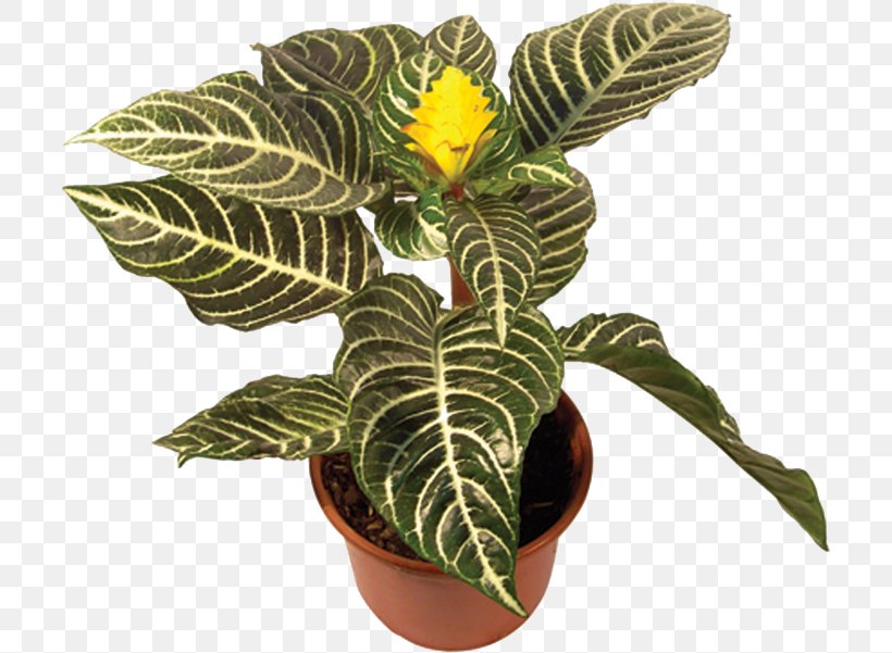 Zebra-plant Houseplant Flowerpot, PNG, 707x601px, Houseplant, Achimenes, Aphelandra, Arrowroot Family, Azalea Download Free