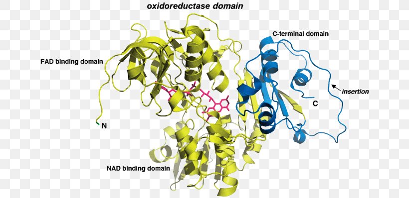 Apoptosis-inducing Factor AIFM1 Flavin Adenine Dinucleotide Protein, PNG, 669x398px, Apoptosisinducing Factor, Apoptosis, Binding Site, Crystal Structure, Diagram Download Free