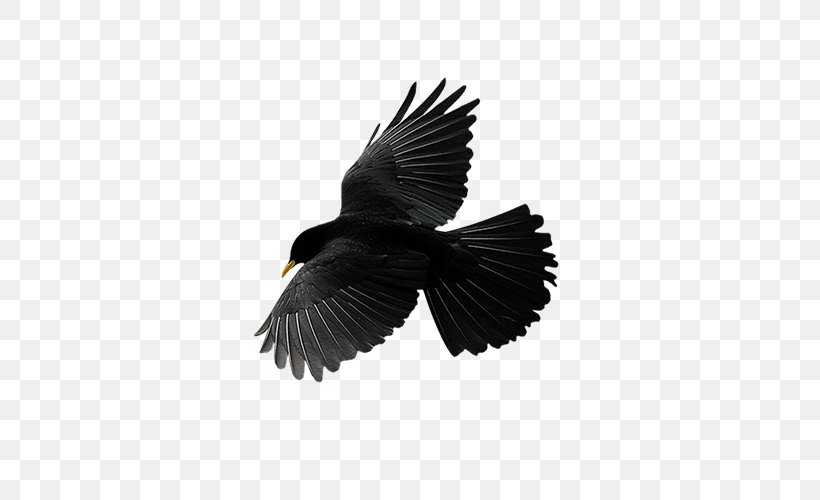 Bird Flight Common Raven Vector Graphics Image, PNG, 500x500px, Bird, Bat Flight, Beak, Bird Flight, Blackbird Download Free