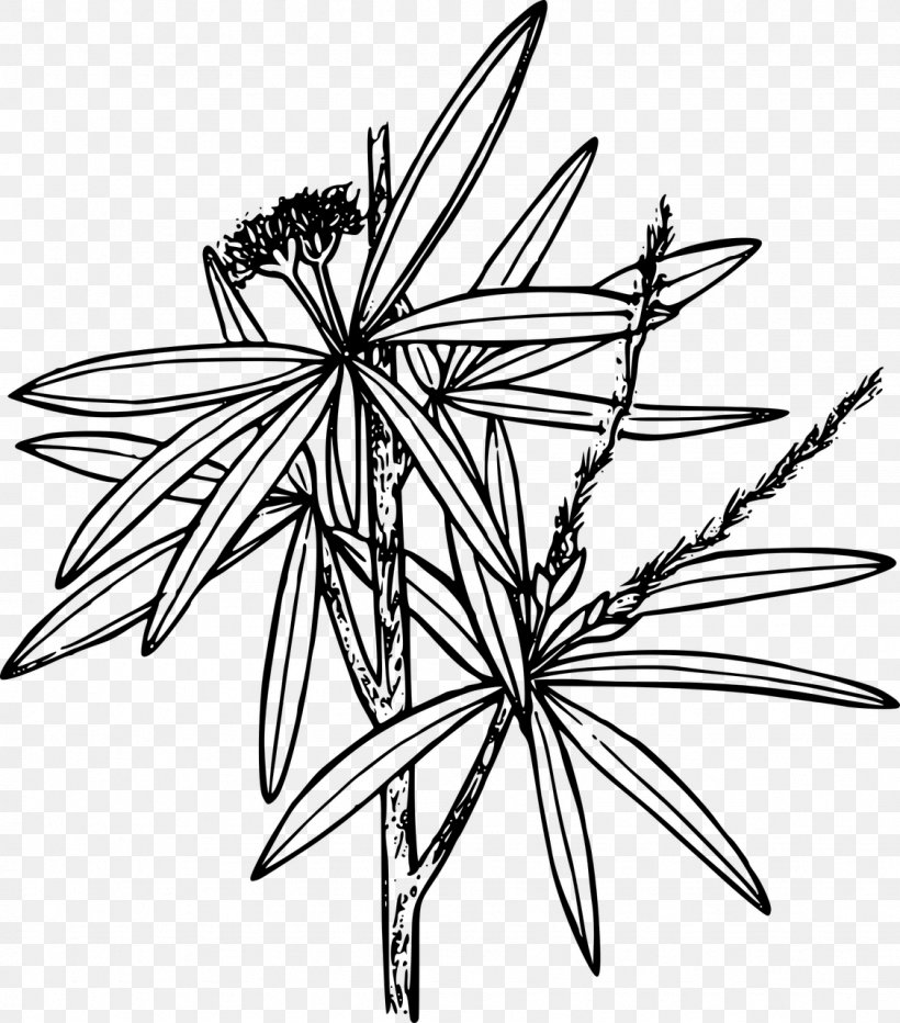 Cercocarpus Ledifolius Leaf Clip Art, PNG, 1126x1280px, Cercocarpus Ledifolius, Artwork, Black And White, Branch, Drawing Download Free