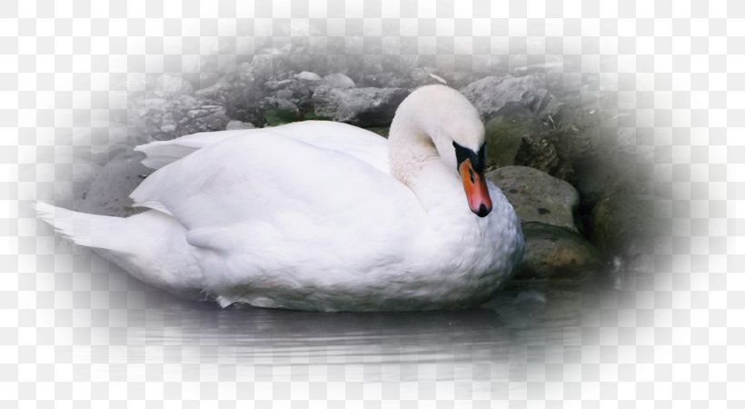 Cygnini Duck Fauna Beak Feather, PNG, 800x450px, Cygnini, Beak, Bird, Duck, Ducks Geese And Swans Download Free