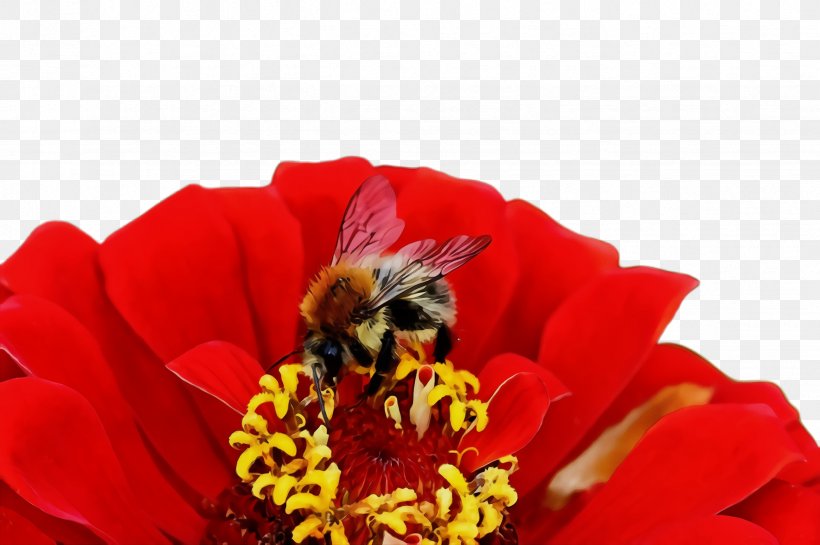 Flower Bee Flowering Plant Honeybee Red, PNG, 2452x1632px, Watercolor, Bee, Flower, Flowering Plant, Honeybee Download Free