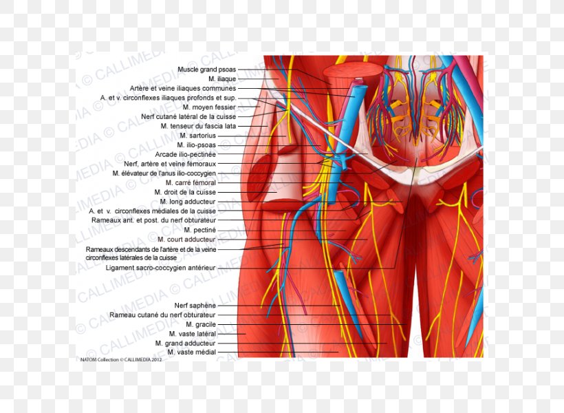 Pelvis Nerve Human Body Blood Vessel Hip, PNG, 600x600px, Watercolor, Cartoon, Flower, Frame, Heart Download Free