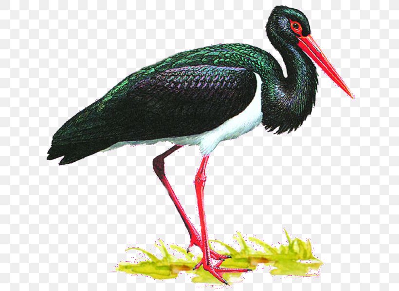 White Stork Bird Animaatio Black Stork Crane, PNG, 640x597px, White Stork, Animaatio, Animal, Animated Film, Beak Download Free