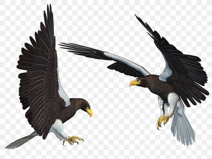 Bald Eagle Clip Art, PNG, 1024x768px, 3d Computer Graphics, Bald Eagle, Accipitriformes, Alpha Compositing, Beak Download Free