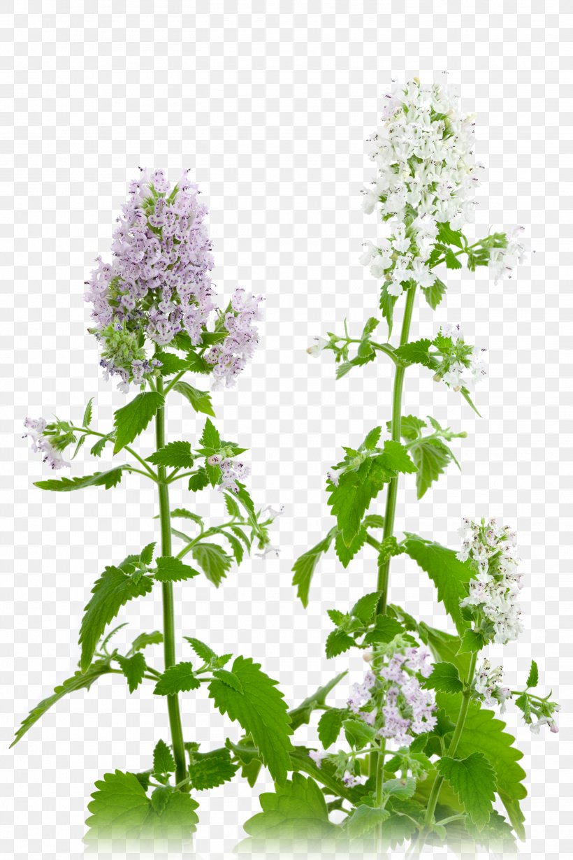 Catnip Plant Thermotropism Herb, PNG, 2912x4368px, Catnip, Bulb, Cat, Catmints, Drawing Download Free