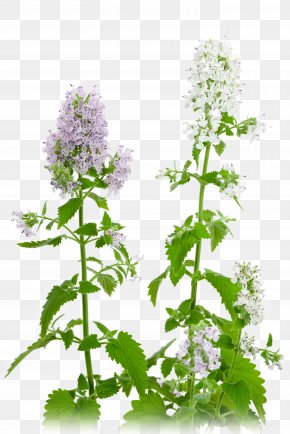 Catnip Images, Catnip Transparent PNG, Free download