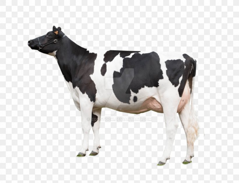 Cow Background, PNG, 1020x783px, British White Cattle, Animal Figure, Blackandwhite, Bovine, Cattle Download Free