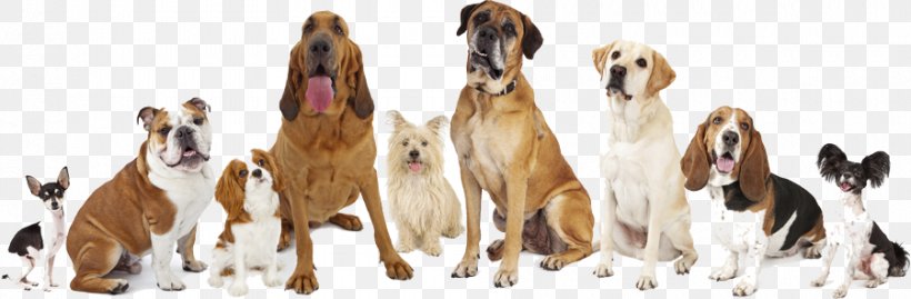 English Mastiff Great Dane Labrador Retriever Bullmastiff Dog Breed, PNG, 900x296px, English Mastiff, Animal Figure, Breed, Breed Group Dog, Bullmastiff Download Free