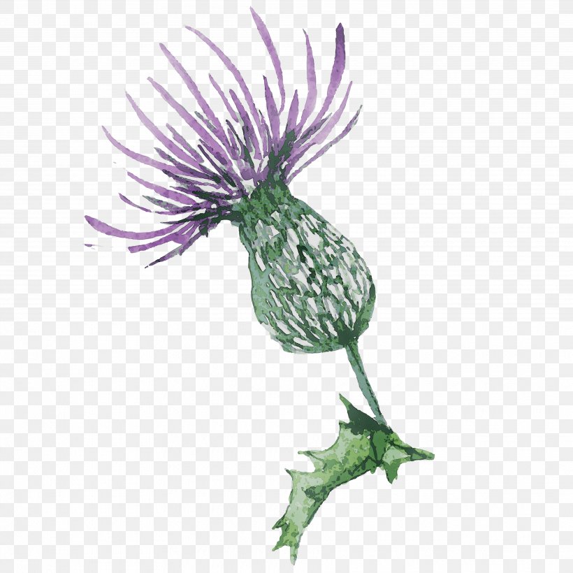 Greater Burdock Milk Thistle Purple Plant Stem Silybum, PNG, 3630x3630px, Greater Burdock, Botany, Burdock, Creeping Thistle, Daisy Family Download Free