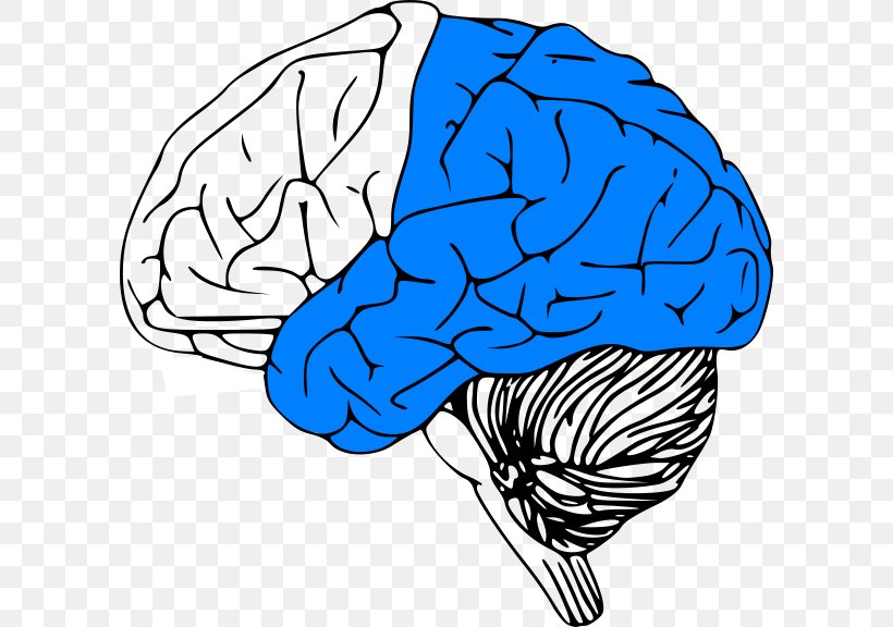 Human Brain Project Clip Art Outline Of The Human Brain, PNG, 600x576px, Watercolor, Cartoon, Flower, Frame, Heart Download Free