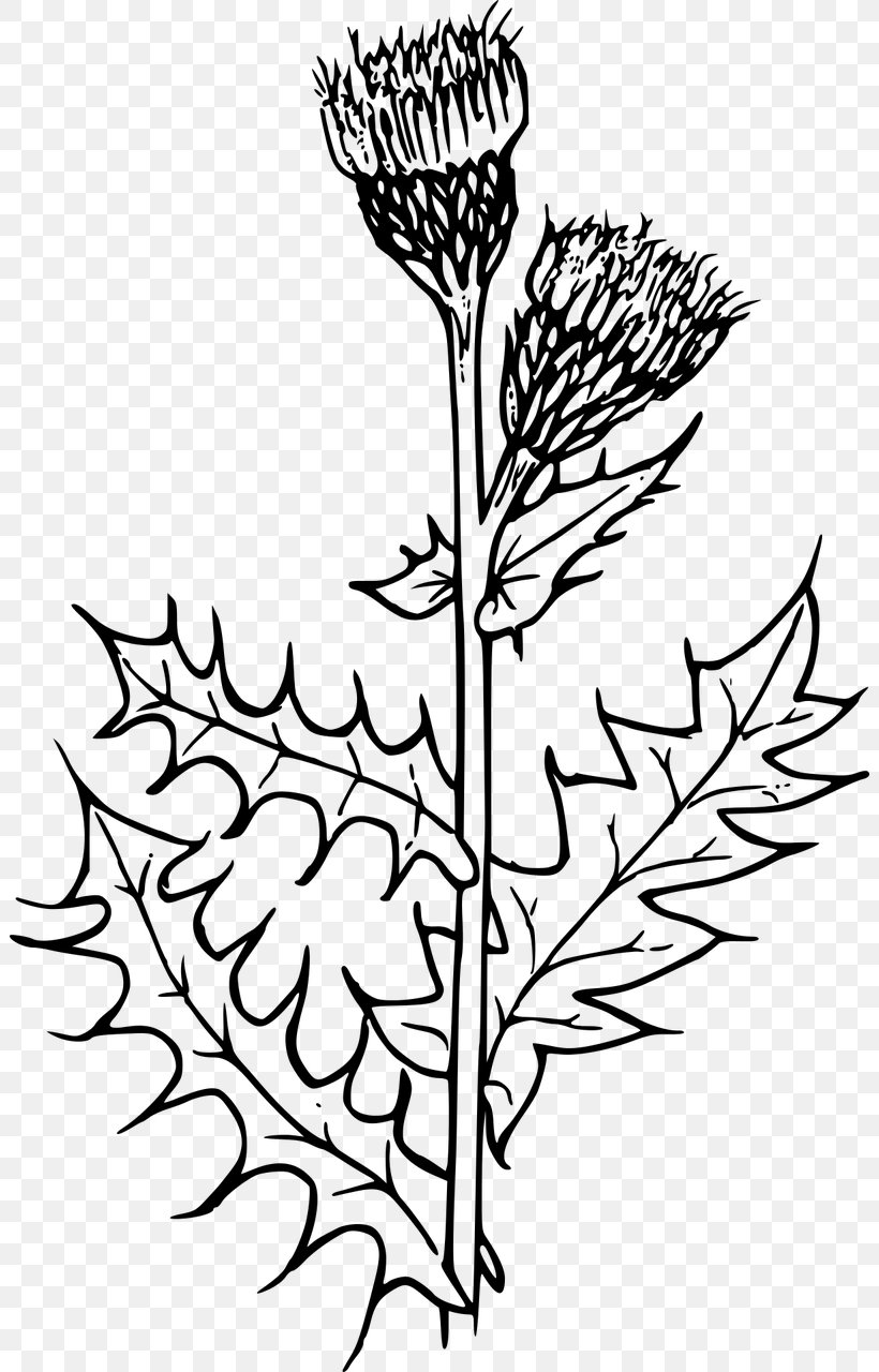 Milk Thistle Flower Creeping Thistle Clip Art, PNG, 802x1280px, Thistle, Artwork, Black And White, Branch, Bud Download Free
