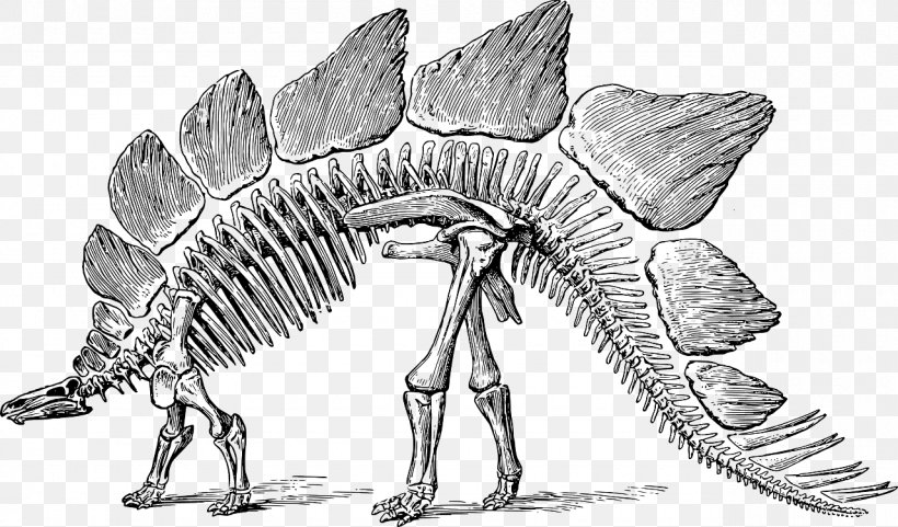 Stegosaurus Tyrannosaurus Apatosaurus Allosaurus Triceratops, PNG, 1280x752px, Stegosaurus, Allosaurus, Apatosaurus, Artwork, Black And White Download Free