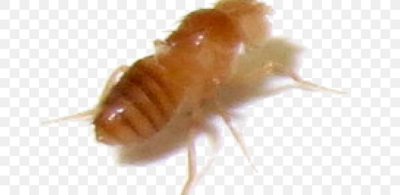 Termite Cockroach Insect Common Fruit Fly Nymph, PNG, 720x400px, Termite, Arthropod, Cockroach, Common Fruit Fly, Earwig Download Free