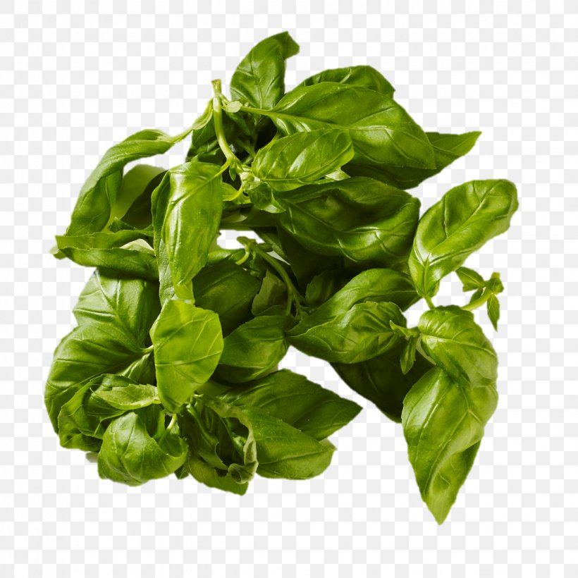 Basil Leaf Vegetable Everfresh AB, PNG, 1125x1125px, Basil, Everfresh Ab, Food, Herb, Ingredient Download Free