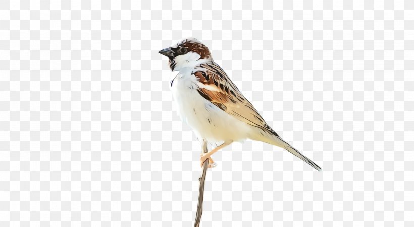 Bird Sparrow Beak House Sparrow Songbird, PNG, 2696x1484px, Watercolor, Beak, Bird, Brambling, Emberizidae Download Free