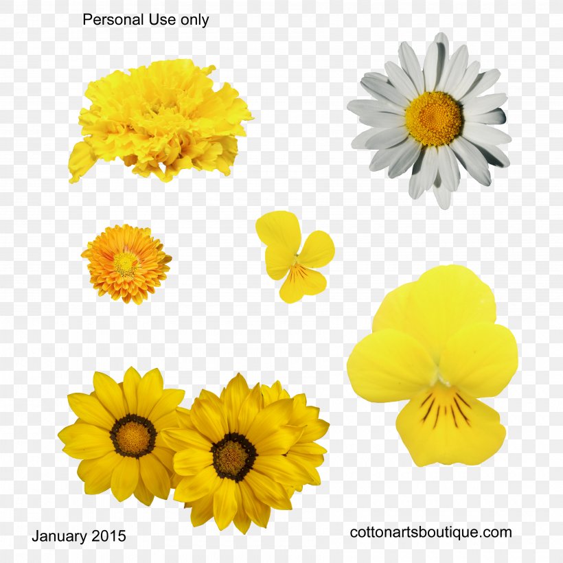 Cut Flowers Yellow Gossypium Herbaceum Cotton, PNG, 3600x3600px, Flower, Annual Plant, Calendula, Chrysanthemum, Chrysanths Download Free